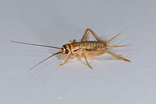 Heimchen klein, Großpackung Futtertiere 1000 Stück, Futterinsekten für Reptilien und Vögel