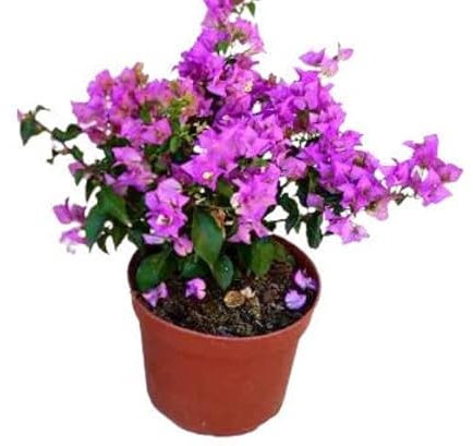 Bougainvillea Planta Trepadora Natural para Terraza y Jardín Flor muy Llamativa en Temporada