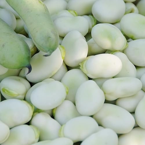 PlantiCo Windsor Blanc Grosse Fève Graines 50g Graines Robustes Graines de Légumes Graines de Culture Serre Jardin Potager