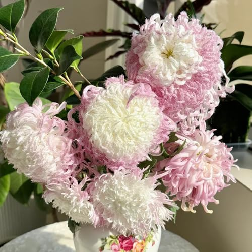 chrysanthemen, zimmerpflanzen bodendecker winterhart mehrjährig garten hochbeet 50samen