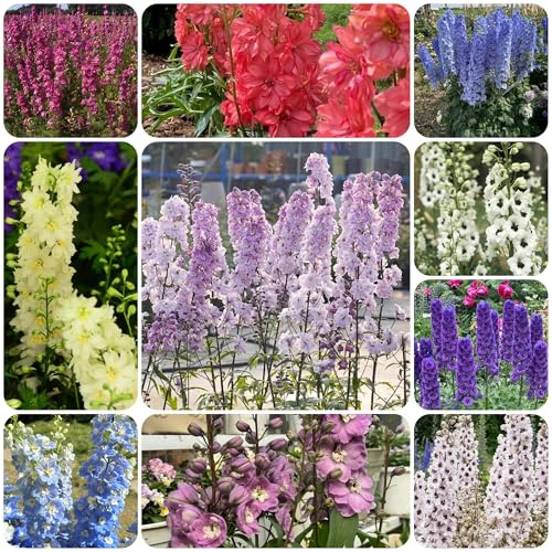 delphinium - Delphinium -to decorativo to in vaso semi di selvatici da ombra Decorazioni autunnali per un giardino resistente 1000semi