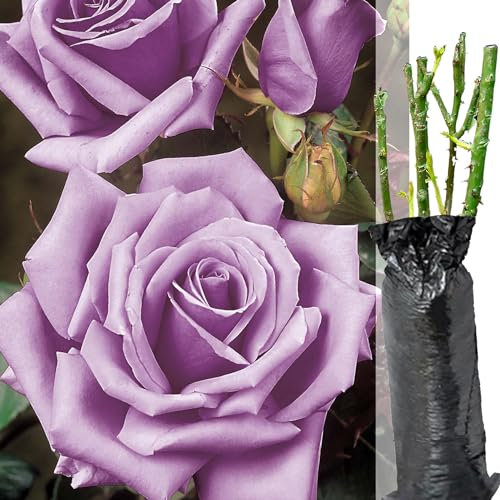 1 Fragrant Rosa Hybrid Tea Rose Waltz Time Purple Flower Bare Rooted Bush Plant -Brighten Garden Outdoor Landscape Shrub Border Walkway Vertical Hedge