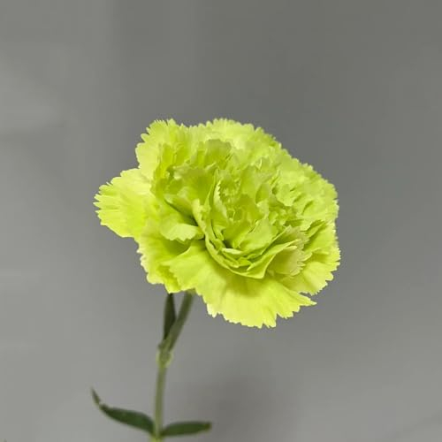 500 pcs Nelken Samen gartenblumen pflanzen, balkon pflanze Nelken Samen Mehrjährig, wildblumensamen mehrjährig winterhart wildflower, bodendecker winterhart mehrjährig bienenblumen