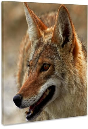 3dRose Coyote at Badwater Basin, Mojave Desert, California, USA Museum Grade Canvas Wrap 16x20