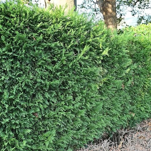 GreenboutiQ - Plantes de haie - Cupressocyparis leylandii - feuillage vert - 8 plantes - 1 mètre linéaire - toujours vert - pot 9cm hauteur 35-40cm