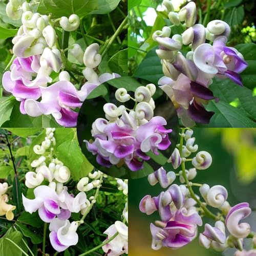 semillas de frijol caracol - Vigna caracalla - jardín resistentes exóticas exterior 55pcs