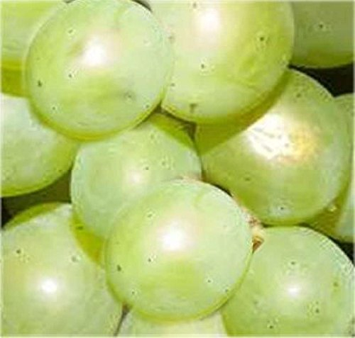 Weinrebe Phönix 100-125cm - Vitis