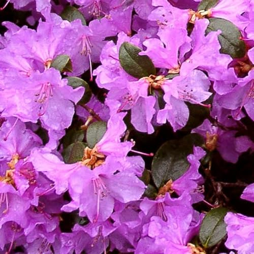 Rhododendron 'Praecox' 30-40 cm pot | Floraison très précoce rose lilas, idéal fin d’hiver & petit jardin