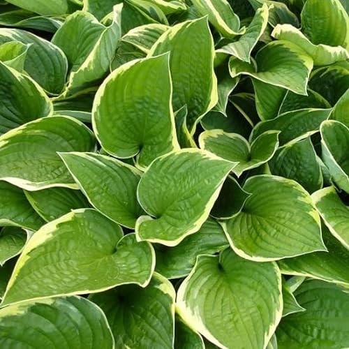 6x Hosta fortunei 'Aureomarginata' - Hosta fortunei ‘Aureomarginata’ - Godet 9x9cm