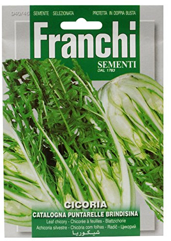 Franchi Chicory Puntarelle of Brindisi
