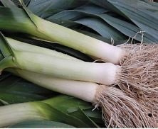 300 PCS Prizetaker Leek Seeds E142, Heirloom Vegetable Seeds