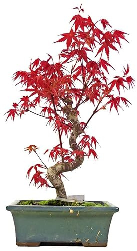 DECOALIVE Bonsái Arce Japonés TOP Árbol Natural Acer Palmatum Bonsái Interior y Exterior