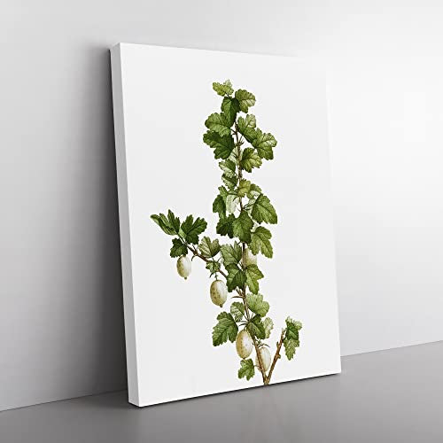 Gooseberry Bush By Pierre Joseph Redoute Vintage Canvas Wall Art Print Ready to Hang, Framed Picture for Living Room Bedroom Home Office Décor, 50x35 cm (20x14 Inch)