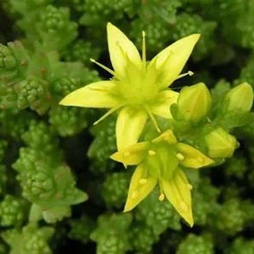 Luojuny Sedum Aizoon-Samen, 100 Stück Sedum Aizoon-Samen, gesunde, nahrhafte, essbare Sedum-Goldmoos-Fetthenne, Sedum Acre-Samen für zu Hause Samen