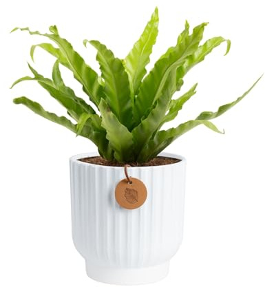 Costa Farms Bird's Nest Fern Live Plant in Decorative Pot, Air Purifying Indoor Houseplant, Perfect for Home, Room, or Office Decor, Great House Warming or Birthday Gift, 12-18 Inches Tall