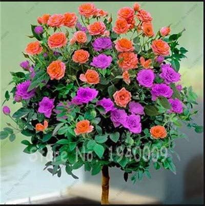 5 pezzi di semi di Fiori Sundance Gaillardia Pulchella 'Spider Firewheel'