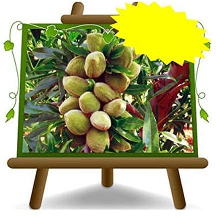 Amandiert Supernova - Plante fruitière vieux Porte greffe pêche sur pot 20 - arbre max 170 cm - 2 ans