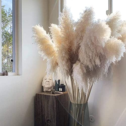 Pampasgras XXL, 5 Stück, hochwertig, dekoratives Pampasgras groß, Trockenpflanzen, Beige, getrocknete Pflanzen als Dekoration für zu Hause, Fotografie.