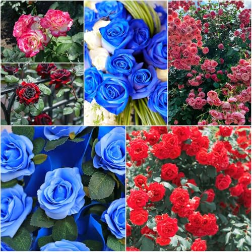 rosas - semillas de rosas - raras trepadoras resistentes balcón perennes resistentes trepadoras bonsái jardín jardín 800pcs