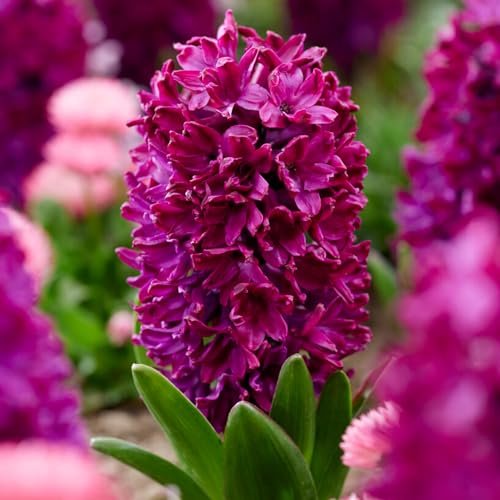 Hyacinthes Woodstock (15 bulbes), Collection de jacinthes parfumées, 3 variétés/couleurs, vivaces, bulbes de fleurs résistants au gel en provenance des Pays-Bas pour le jardin, le pot, le vase
