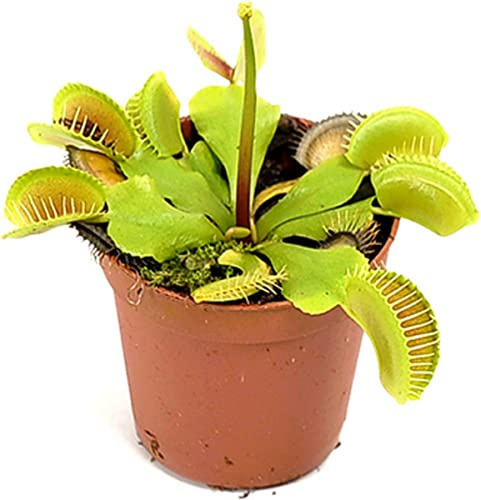 Venus Atrapamoscas PREMIUM Planta Carnívora Natural