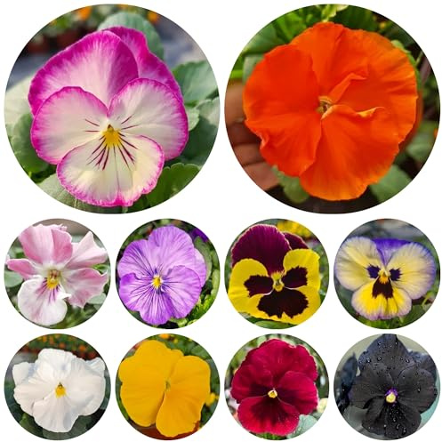 semi di viola del pensiero decorativi, viola del pensiero rustiche per giardino, resistenti da giardino, 200pcs