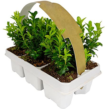Carbeth Plants - 6 x Buxus Sempervirens Hedging Plants - Boxwood Evergreen Shrubs - All Year Round Hedge Shrubs - Garden Ready - Height Around 20-25cm