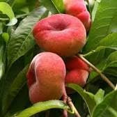 POISCO TABACCHIERA PLAT variété de greffage antique arbre fruitier de 2 ans pot 22