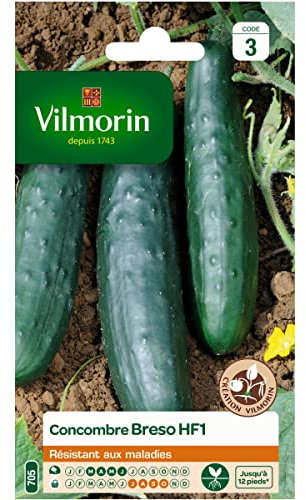 Vilmorin - Sachet graines de Concombre Breso HF1