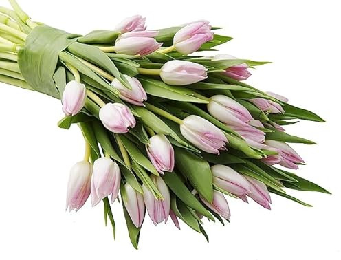 KaBloom - Serene Sympathy Bouquet of 30 Pink Tulip without Vase - Fresh Flowers for Birthday, Valentine's & Mother's Day