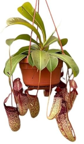 Nepenthes XL Planta Carnívora Grande Colgante