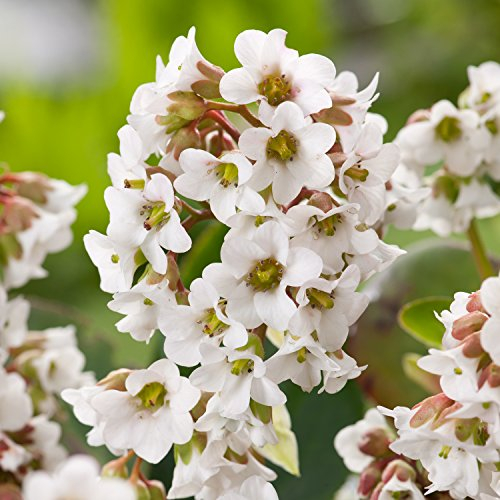 3 x Bergenia cordifolia 'Beach' (Winterhart/Stauden/Staude/Mehrjährig/Immergrün/Bodendecker) Bergenie - Pflegeleicht und vielseitig, ein echter Hingucker - Bienenfreundlich - von Stauden Gänge