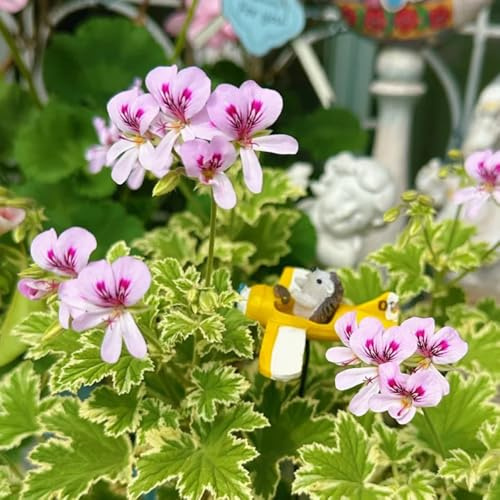 Pelargonium graveolens - geranio limone, giardino roccioso giardino sul balcone interno balcone varietà antiche biologiche tappezzante 100semi
