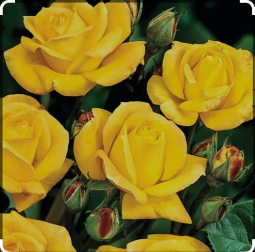 Arthur Bell Climbing Rose Plant in 3 Litre Pot