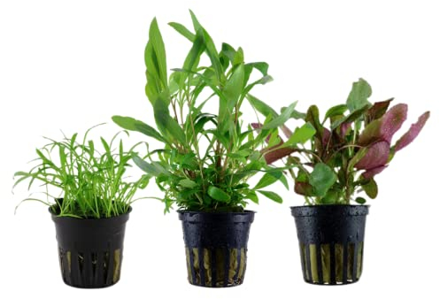 AquaOne Aquarium Pflanzen I 3x Wasserpflanzen I Einsteiger Aquarienpflanzen I Lilaeopsis Lobelia Hygrophila Siamensis I Set mit 3 Aquariumpflanzen