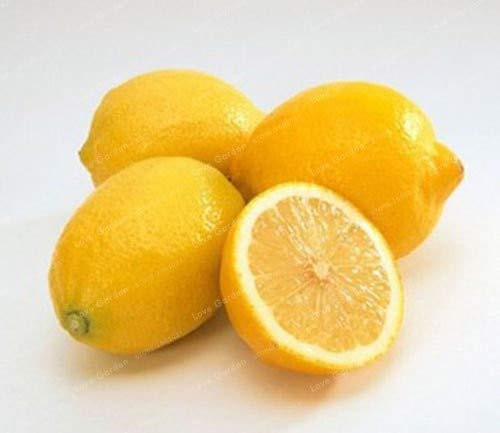 Graines de citronnier fraîches à planter Jaune citron paquet de 100 graines