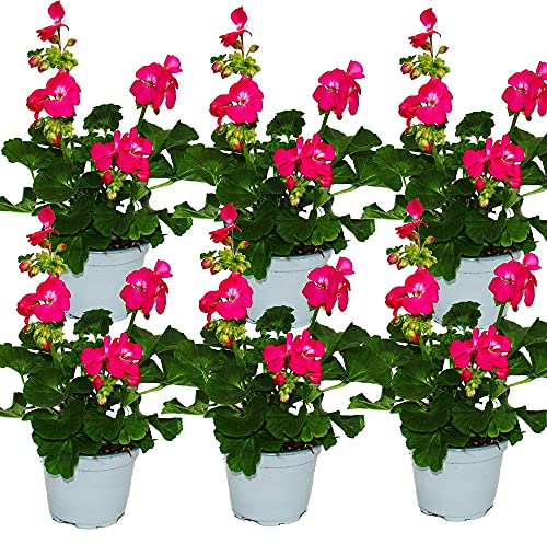 Exotenherz - Geranien stehend - Pelargonium zonale - 12cm Topf - Set mit 6 Pflanzen - kräftig pink