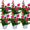 Exotenherz - Geranien stehend - Pelargonium zonale - 12cm Topf - Set mit 6 Pflanzen - kräftig pink