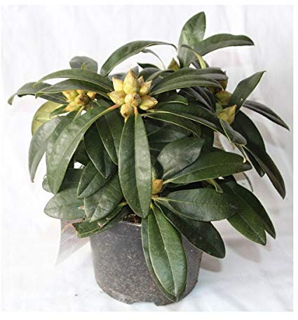 Rododendro (maceta 23 cm)