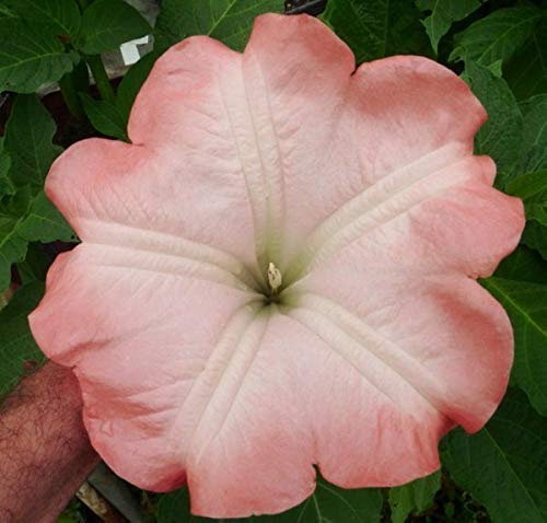 Portal Cool Brugmansia Rosa, pianta, Rooty Talee