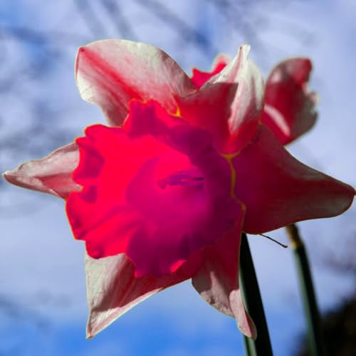 Seltene und leuchtende Narzissen, winterharte Blumenzwiebeln, Stauden, viele Farben, Garten, Innendekoration-10 zwiebeln-C