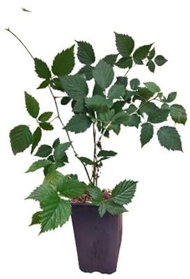 Zarzamora Natural Planta Arbustiva Productura Moras