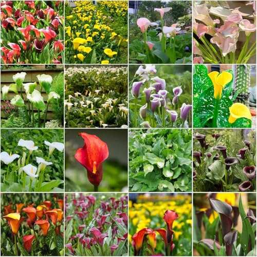 Bulbi di calla perenni resistenti, bulbi decorativi da balcone per giardino, bulbi perenni precoci primaverili, 2 pezzi