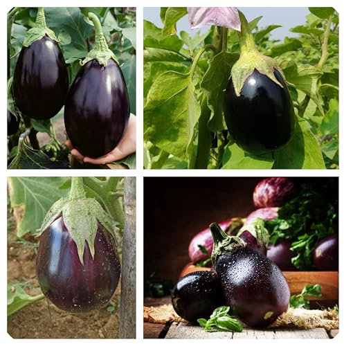 Semi di Melanzana Bellezza Nera o Black Beauty, frutti grossi con pochi semi maturazione precoce