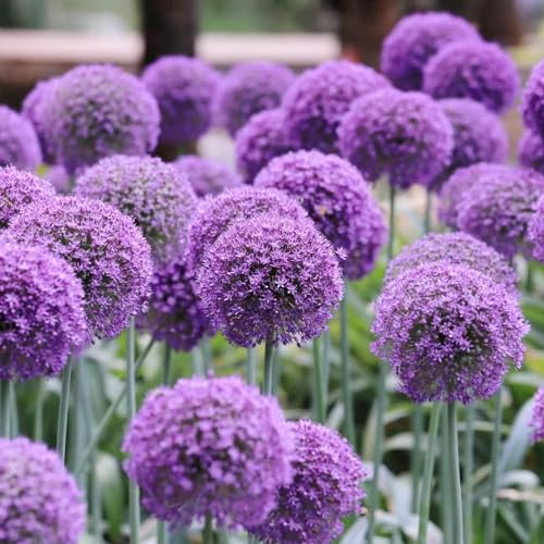 bulbi di allium, Allium giganteum, in vaso raro giardino sul balcone tappezzanti interno d'appartamento esotiche 22pcs