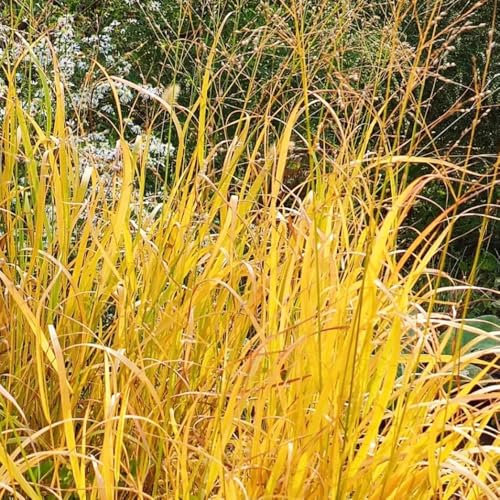 300 pcs Rutenhirse Northwind Samen, Panicum virgatum, seltene pflanzen, winterharte stauden immergrüne winterharte sträucher gartendeko für draußen, wilder wein winterhart samen zimmerpflanzen,