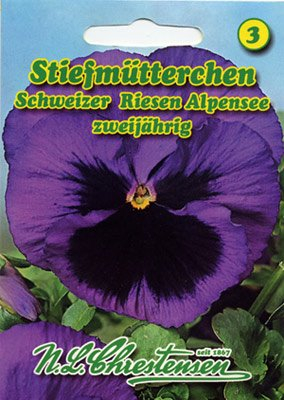 Stiefmütterchen Schweizer Riesen Alpensee Viola wittrockiana