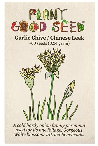 Plant Good Seed Chinese Garlic Chive Seeds for Planting: Cold Hardy Perennial Leek, White Flowers - 60 Seed Packet