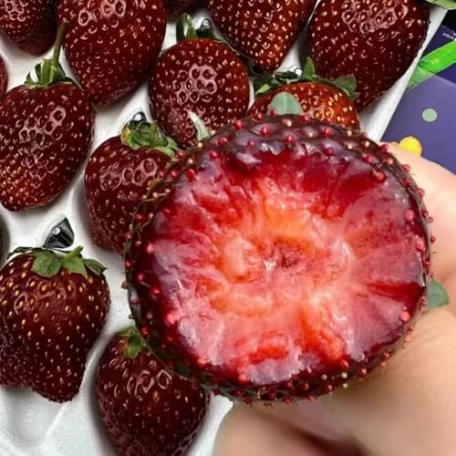 semi di fragole biologiche - fragole sospese - luoghi soleggiati di fragola fragola da giardino resistenti perenni giardino resistente 75pcs