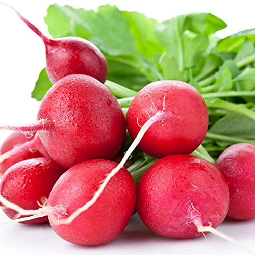 Welldales 50 Radish Seeds UK Cherry Red Belle to Plant & Grow English Vegetables Outdoors